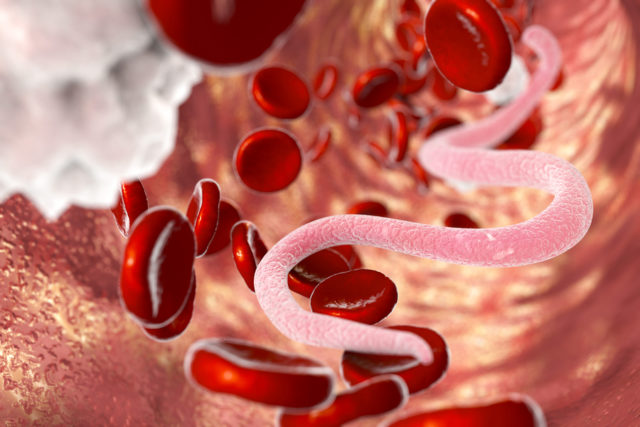 MEDICAL HELMINTHOLOGY